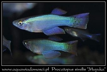 Procatopus similis Muyuka.jpg